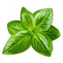 Basil
