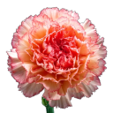 Carnation