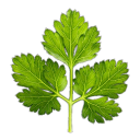 chervil