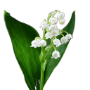 Lily of the valley