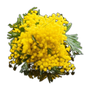 Mimosa absolute