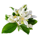 Neroli