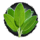 Sage